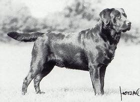 Bild vom Labrador