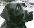Bild vom Labrador