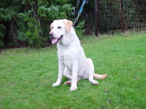 Bild vom Labrador