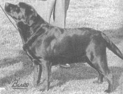 Bild vom Labrador