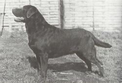 Bild vom Labrador
