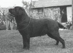 Bild vom Labrador
