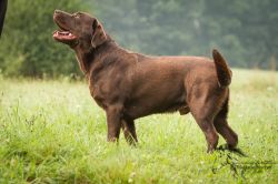 Bild vom Labrador