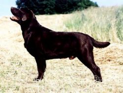 Bild vom Labrador