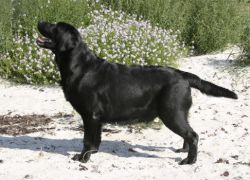 Bild vom Labrador