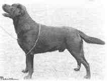 Bild vom Labrador