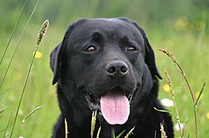 Bild vom Labrador