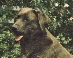 Bild vom Labrador