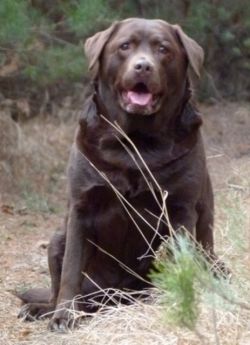 Bild vom Labrador