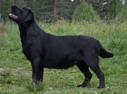 Bild vom Labrador