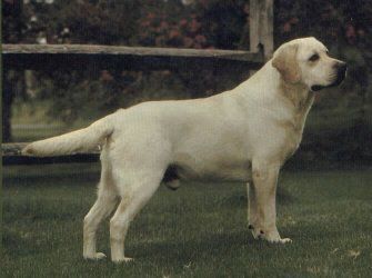 Bild vom Labrador