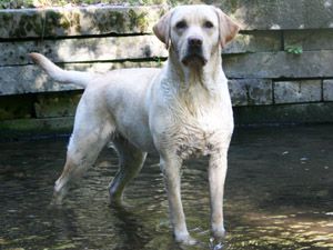 Bild vom Labrador