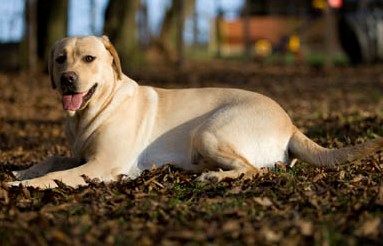 Bild vom Labrador