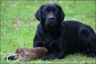 Bild vom Labrador