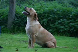 Bild vom Labrador