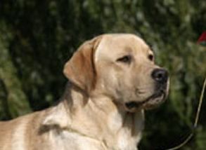 Bild vom Labrador