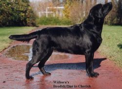 Bild vom Labrador