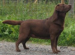 Bild vom Labrador