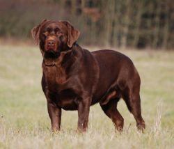 Bild vom Labrador