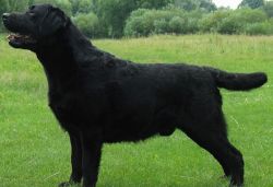 Bild vom Labrador