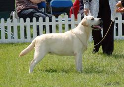 Bild vom Labrador