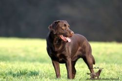 Bild vom Labrador
