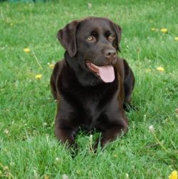 Bild vom Labrador