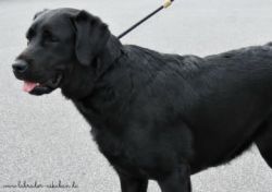 Bild vom Labrador