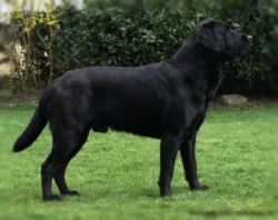 Bild vom Labrador