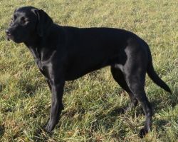 Bild vom Labrador