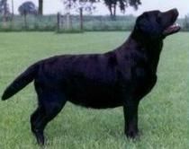 Bild vom Labrador