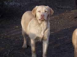 Bild vom Labrador