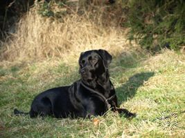 Bild vom Labrador